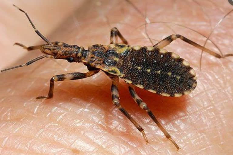 A strange insect bitten in the field  Man falls ill after beaten by strange insect  strange insect in Gangavati  Gangavati insect bite case  Gangavati latest news  Shankar Gowda bitten by insect  കർണാടക ഗംഗാവതി  കൊപ്പല്‍  സ്‌പൈനി ഓക്ക് സ്ലഗ്  ചോളവിളവെടുപ്പിനിടെ പ്രാണിയുടെ കടിയേറ്റു