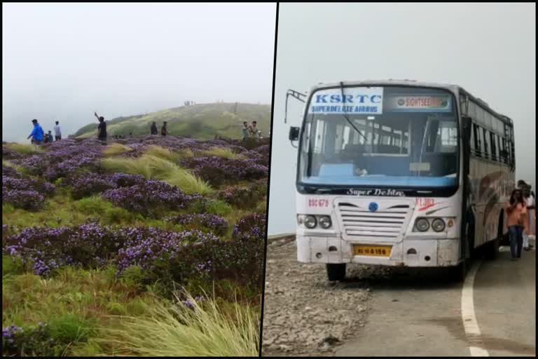 tourists rush in Idukki to see Neelakkurinji  Neelakkurinji  KSRTC started special services  KSRTC  Munnar to Santhanpara  Munnar  Santhanpara  നീലക്കുറിഞ്ഞി  കെഎസ്ആർടിസി  മൂന്നാര്‍