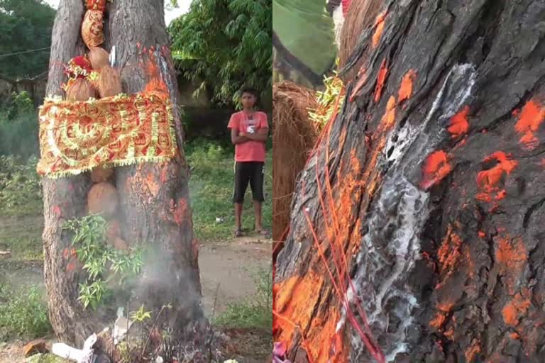 neem tree giving milk in singrauli