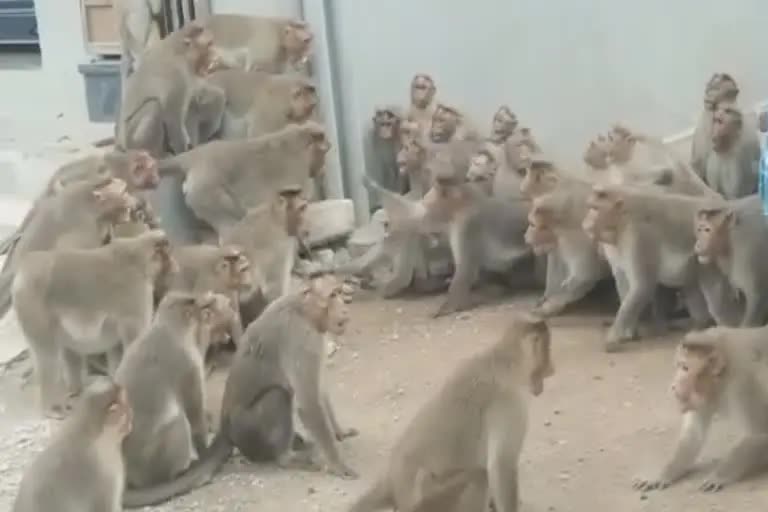 monkeys