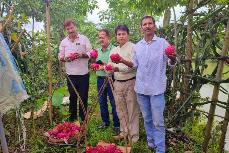 Tejprasad Bhusal inspects dragon fruits farm