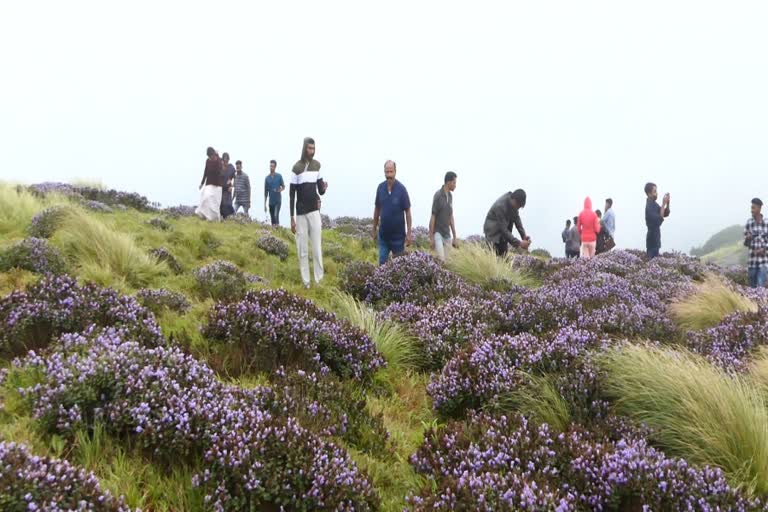 Fake news  Fake news relating Neelakurinji  Neelakurinji on Idukki  Neelakurinji  news and Screenshot spreading  Forest Department  ആരാധകരെ  നീലക്കുറിഞ്ഞി  മലനിര  നിരോധനമെന്ന് സമൂഹമാധ്യമങ്ങളില്‍  സമൂഹമാധ്യമങ്ങളില്‍ പ്രചരിക്കുന്ന വാര്‍ത്ത  വ്യാജം  ശാന്തന്‍പാറ  ഇടുക്കി  കള്ളിപ്പാറ  സന്ദര്‍ശനം  വാര്‍ത്തകളും സ്‌ക്രീന്‍ഷോട്ടുകളും  വ്യാജ വാര്‍ത്ത  വനം വകുപ്പ്