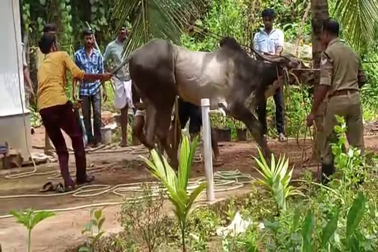 Bull attack Kozhikode  Bull attacked 70 year old man at Kozhikode  Bull  കാളപൂട്ടിനെത്തിച്ച കാള വിരണ്ടോടി  കാള വിരണ്ടോടി  ഫയര്‍ ഫോഴ്‌സ്  കാള  കാളപൂട്ട്  കാള വിരണ്ടോടി ഒരാൾക്ക് പരിക്ക്