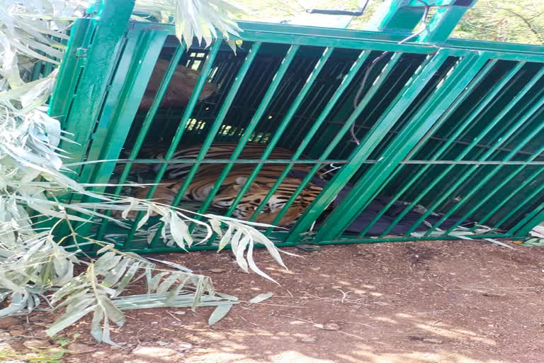 bhopal tiger in cage