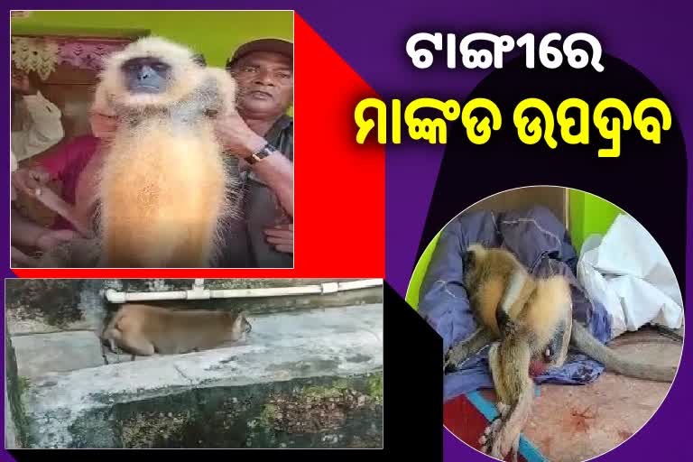 ଟାଙ୍ଗୀ ଅଞ୍ଚଳରେ ମାଙ୍କଡ ଆତଙ୍କ