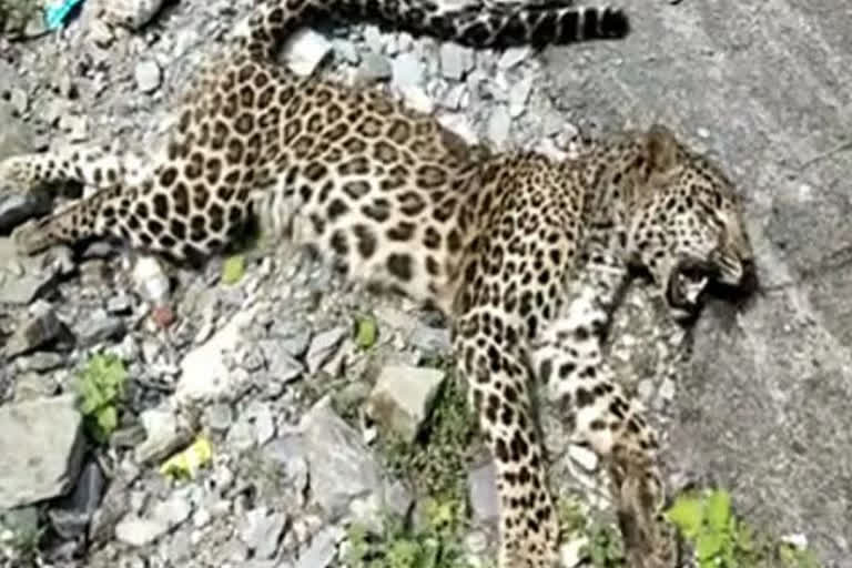 leopard-dies-after-being-hit-by-unknown-vehicle-on-the-highway-at-haldwani