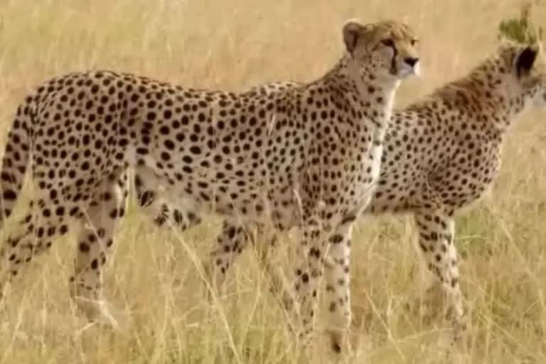 cheetahs to acclimatization enclosure inconclusive