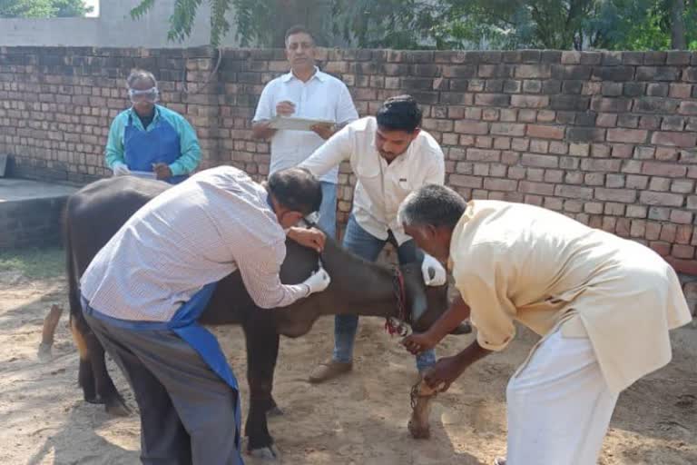 vaccination campaign in bhiwani