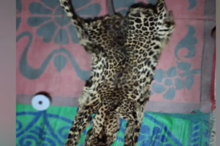 tiger and leopard skin arrests in surajpur