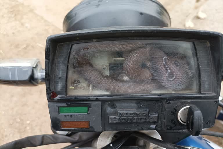 Narsinghpur motorcycle Speed Meter Snake