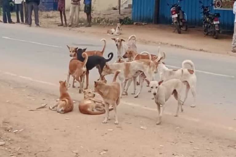 stray dogs atatck on child