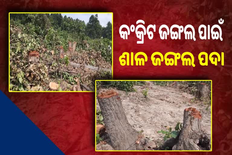 many big trees are cut down in Anugul without forest department permission in Natada village