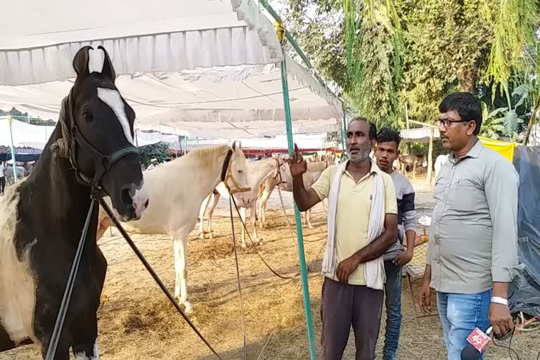 Introducing the horse to the buyer