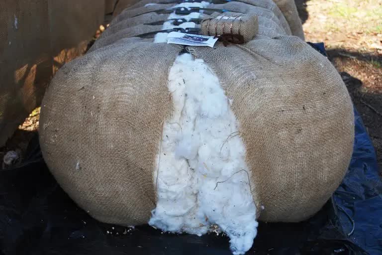 MP Tax hit on cotton industry