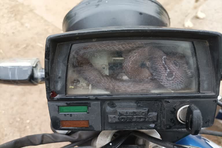 Snake in motorcycle speed meter