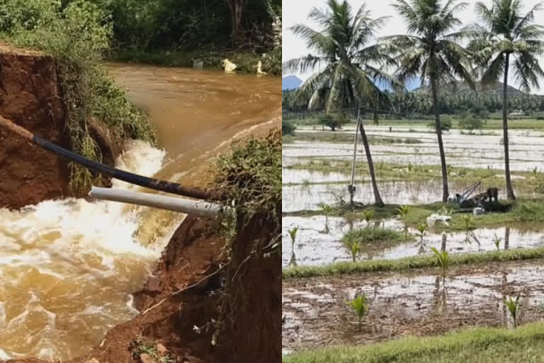 ராஜ வாய்க்காலில் ஏற்பட்ட உடைப்பால் விளைநிலங்களுக்குள் புகுந்த வெள்ளம்