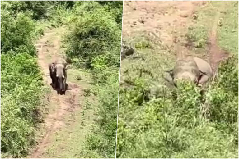 elephant attack attempt  Attappadi  Attappadi elephant attack  പാഞ്ഞടുത്ത് ഒറ്റയാന്‍  വനം വകുപ്പ്  അട്ടപ്പാടി  കീരിപ്പതി  ഷോളയൂർ