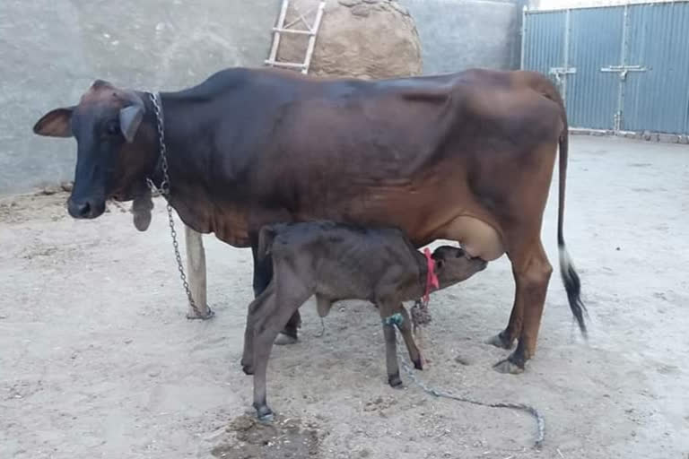 सरोगेसी तकनीक से गाय बनी मां