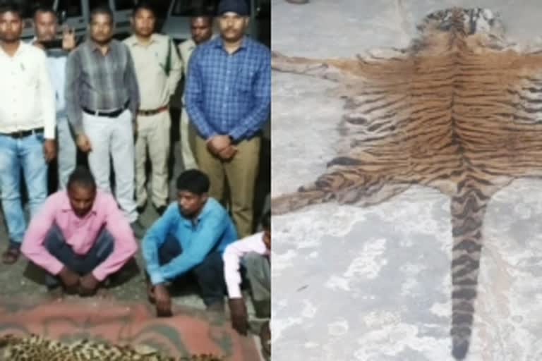 Singrauli Tiger Skin Smugglers Arrested