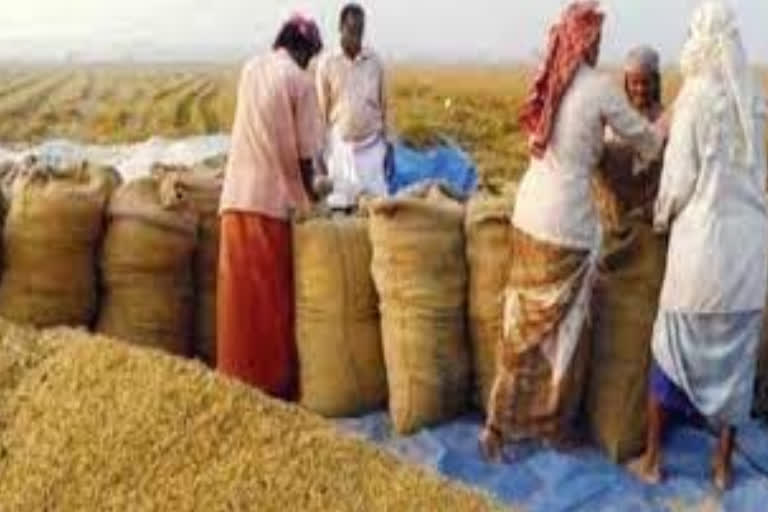 bengal-government-wants-to-buy-55-lakh-metric-tonnes-of-paddy-in-next-season