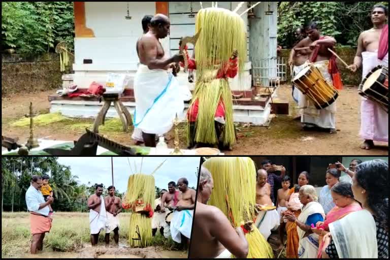 Chamundi Theyyam Sowed the seed in Paddy field  Theyyam Sowed the seed in Thimiri Paddy field  Chamundi Theyyam  Theyyam Sowed the seed in Thimiri Paddy field  Thimiri Paddy field  Paddy field  Theyyam  തിമിരി വയലില്‍ വിത്തുവിതറി വലിയ വളപ്പില്‍ ചാമുണ്ഡി  വലിയ വളപ്പില്‍ ചാമുണ്ഡി  കാട്ടുമൂർത്തി  തിമിരി  തെയ്യം  ചാമുണ്ഡി തെയ്യം  കാര്‍ഷിക സമൃദ്ധി