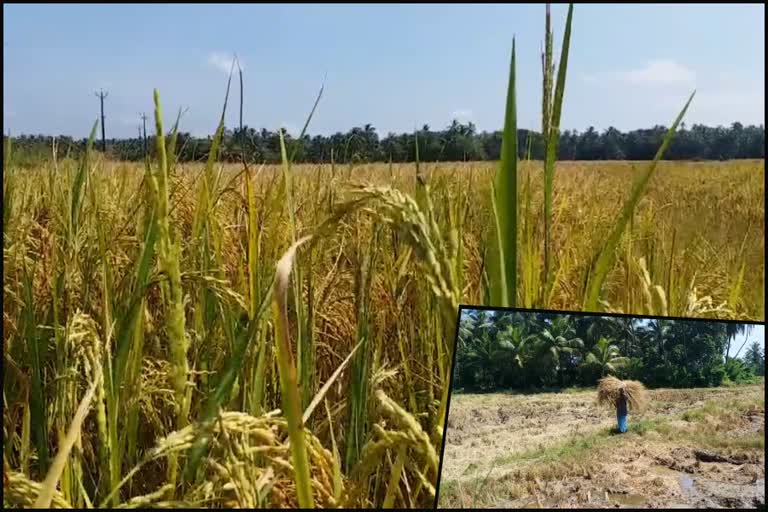 Knnur Kannapuram Ayyoth Vayal  Knnur Kannapuram Ayyoth Vayal paddy field  paddy field  Knnur Kannapuram  Kannapuram Ayyoth Vayal  അയ്യോത്ത് വയല്‍  കുടുംബശ്രീ  പച്ചക്കറി കൃഷി  Rice cultivation  vegetable cultivation  കണ്ണപുരം