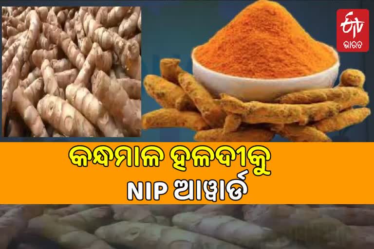 GIଟ୍ୟାଗ ପରେ କନ୍ଧମାଳ ହଳଦୀକୁ ମିଳିଲା NIP ଆୱାର୍ଡ