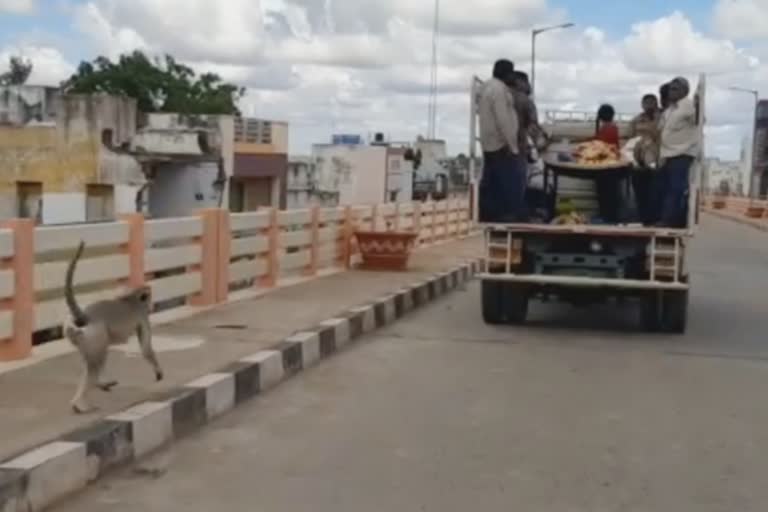 உணவளித்தவர் இறந்ததால்,  இறுதி ஊர்வலத்துடன் ஓடும் குரங்கு