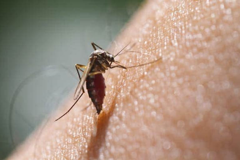 Class Eight student dies in Dengue in Kolkata