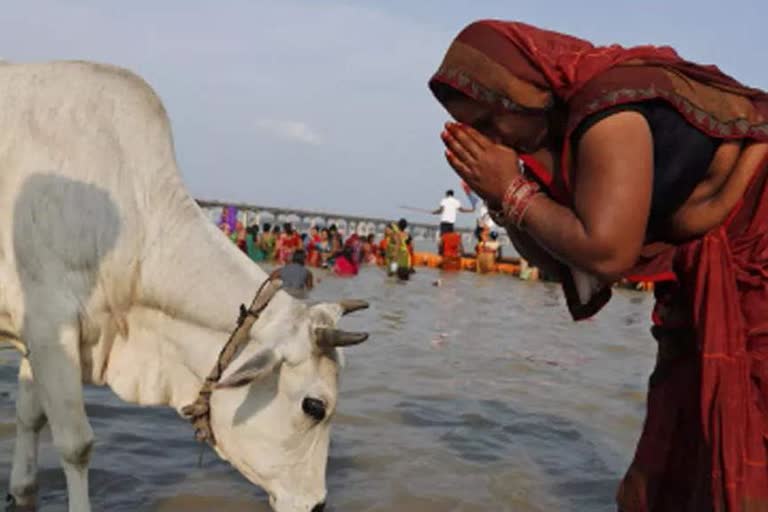 गौ पूजा