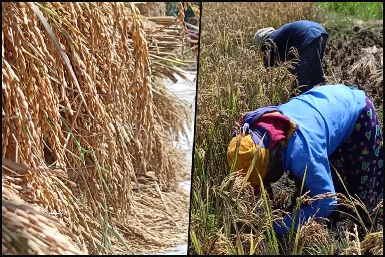 Civil Supplies Corporation did not gave payment  Civil Supplies Corporation  payment for rice  Farmers from Kannur in Crisis  Farmers from Kannur  സിവിൽ സപ്ലൈസ് കോർപറേഷൻ  കണ്ണൂരില്‍ കര്‍ഷകരുടെ രണ്ടാം വിള മുടങ്ങി  കരിവെള്ളൂർ  കണ്ണൂർ  രണ്ടാം വിള