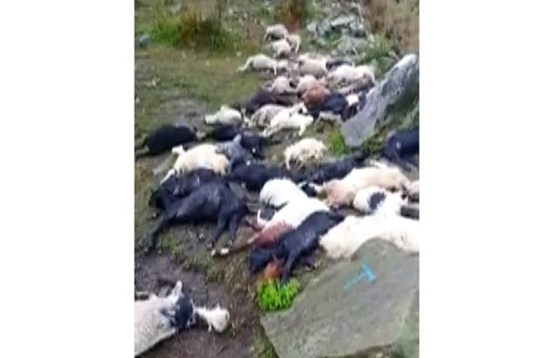 J&K : 50 cattles died after lightning strikes at seasonal houses in Thanamandi