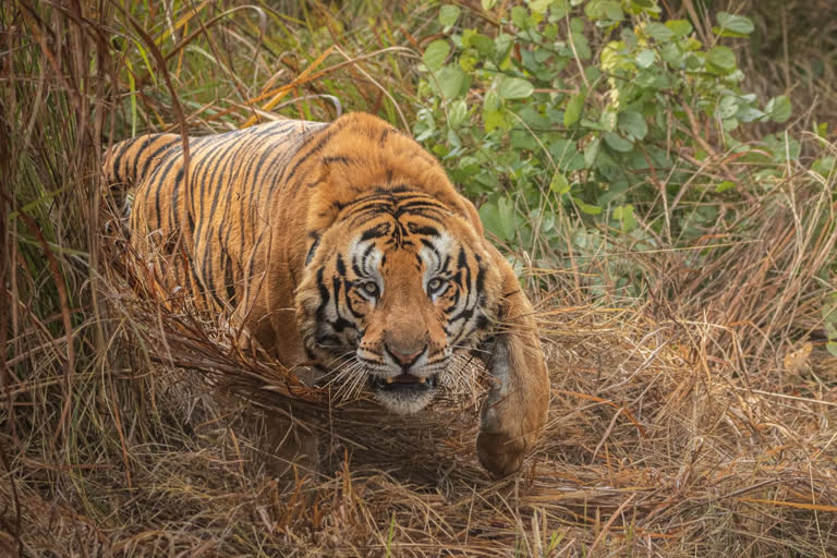 बाघ ने चौकीदार को बनाया निवाला