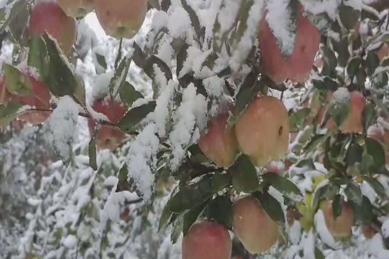 apple-growers-face-losses-after-sudden-snowfall-in-kashmir