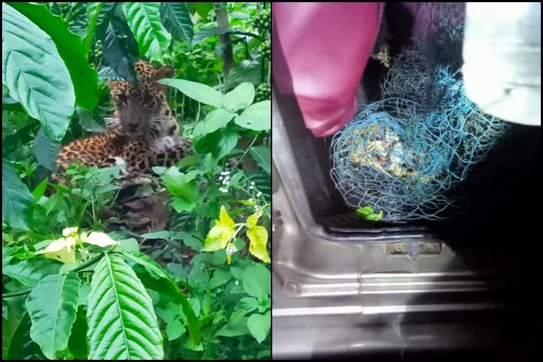 Leopard spotted in coffee plantation