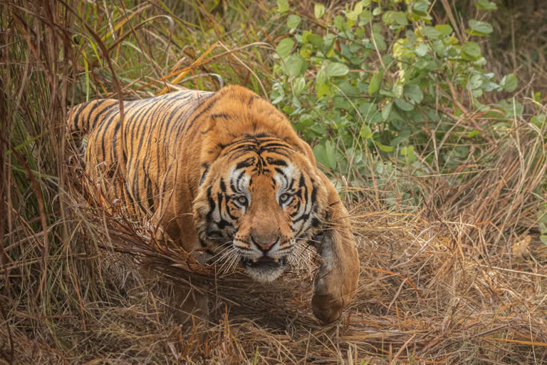 TIGER ATTACK IN LAKHIMPUR KHERI WATCHMAN KILLED IN TIGER ATTACK IN LAKHIMPUR KHERI