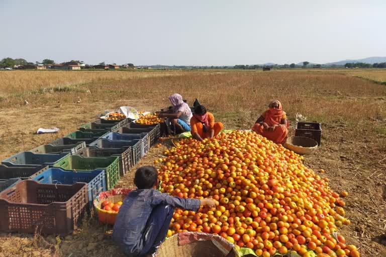 Ban on payment of PM Kisan fund of 15 lakh farmers in Jharkhand