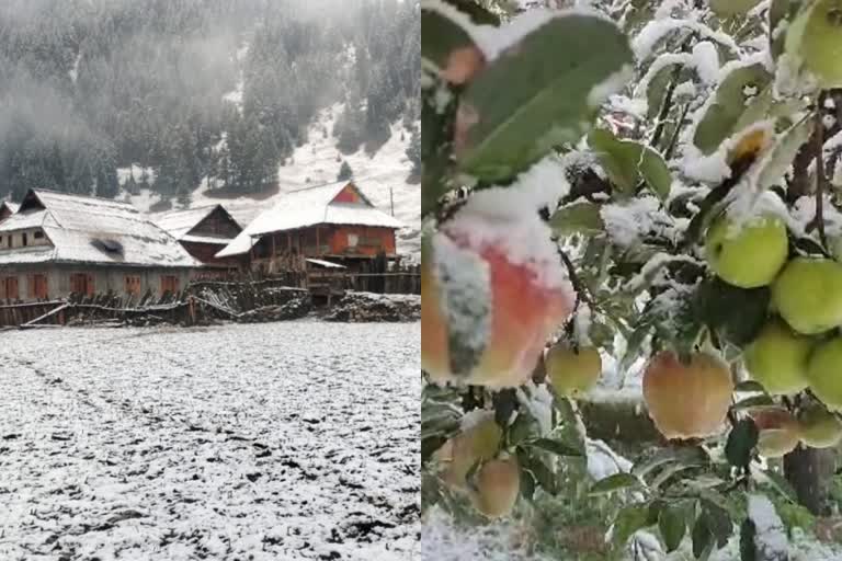 Unexpected snowfall  Unexpected snowfall kashmir  snowfall kashmir  Unexpected snowfall causes worry among farmers  കശ്‌മീരിൽ അപ്രതീക്ഷിത മഞ്ഞു വീഴ്‌ച  മഞ്ഞു വീഴ്‌ച ആശങ്കയിൽ കർഷകർ  മഞ്ഞു വീഴ്‌ച ആപ്പിൾ കൃഷി  മഞ്ഞു വീഴ്‌ച ആപ്പിൾ കൃഷി  കശ്‌മീരിലെ മലയോര മേഖല  കശ്‌മീരിലെ മലയോര മേഖലയിൽ മഞ്ഞ് വീഴ്‌ച  കശ്‌മീർ സമതലങ്ങളിൽ മഴ  ആപ്പിൾ മരങ്ങൾ മഞ്ഞ് വീഴ്‌ച  കശ്‌മീർ താഴ്‌വരയിൽ അപ്രതീക്ഷിത മഞ്ഞ് വീഴ്‌ച  മഞ്ഞ് വീഴ്‌ച  kashmir snowfall