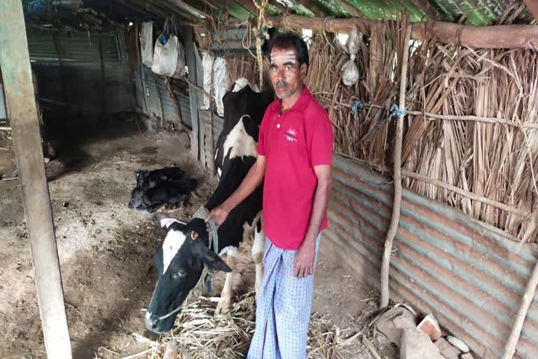 A cow gave birth to three male Calf in chamarajanagara