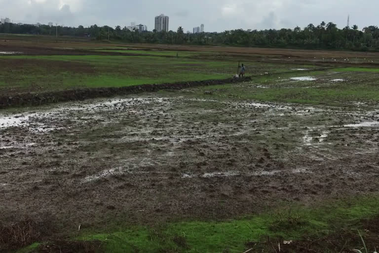 നെൽ വിത്തില്ല കർഷകർ പ്രതിസന്ധിയിൽ  കോര്‍പറേഷനില്‍ നെല്‍ വിത്ത് ഇല്ല  Kottayam rice farmers issues  scarcity of seeds led rice farmers to crisis  rice cultivation in Kottayam  Kottayam  നാഷണൽ സീഡ്‌സ് കോർപറേഷൻ  National seeds corporation  നെല്‍ വിത്ത്  പുഞ്ച കൃഷി  Puncha cultivation  നെല്‍ വിത്ത് സബ്‌സിഡി  സഹകരണ ബാങ്ക്  സഹകരണ ബാങ്ക് വഴി നെല്‍ വിത്ത് വിതരണം