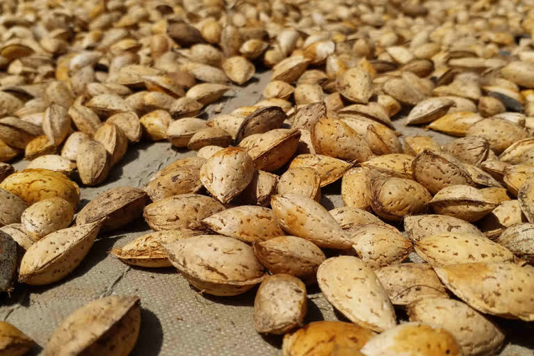 Almonds are good for gut health