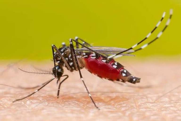 Increase in dengue cases in Bihar