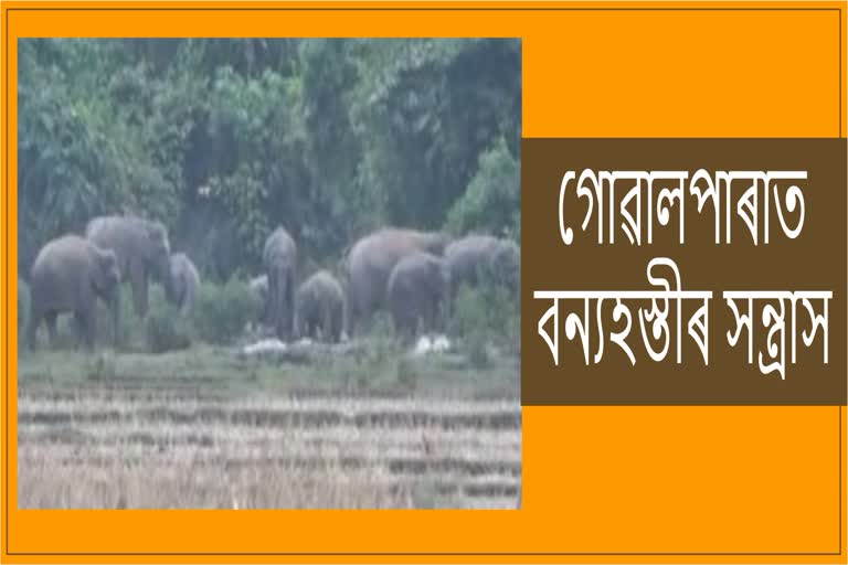 Wild Elephant Menace in Goalpara