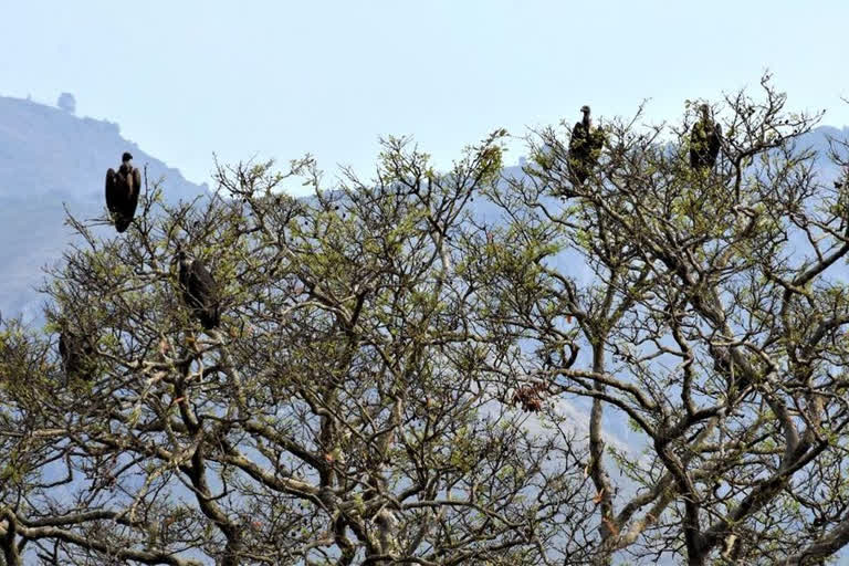 146 Bird Species identified in Jamtara district of Jharkhand