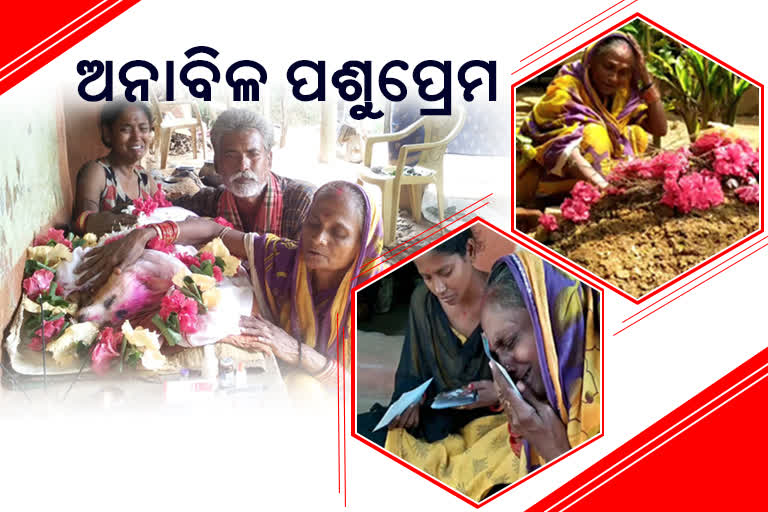 ଆରପାରିରେ ପୋଷା କୁକୁର ଡୁଗୁ, ଚିକିତ୍ସା ଅବହେଳା ଅଭିଯୋଗରେ ଥାନାର ଦ୍ବାରସ୍ଥ ପରିବାର