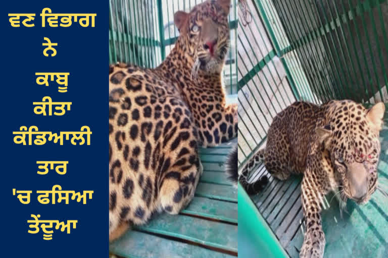 In Hoshiarpur, the forest department captured a leopard caught in the barbed wire