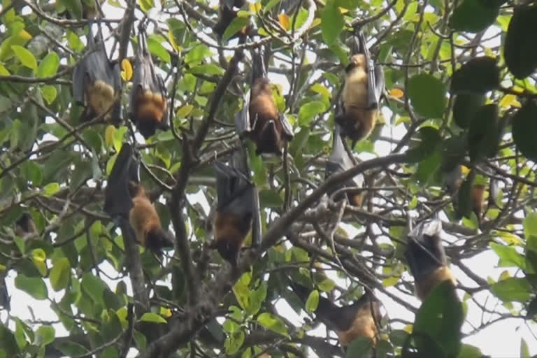 திருவண்ணாமலை அருகே வவ்வாலை பாதுகாத்து வரும் கிராமத்து மக்கள்