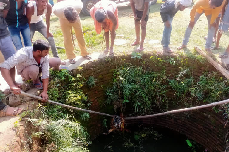 गिरिडीह के कुआं में गिरा मिला साही जानवर