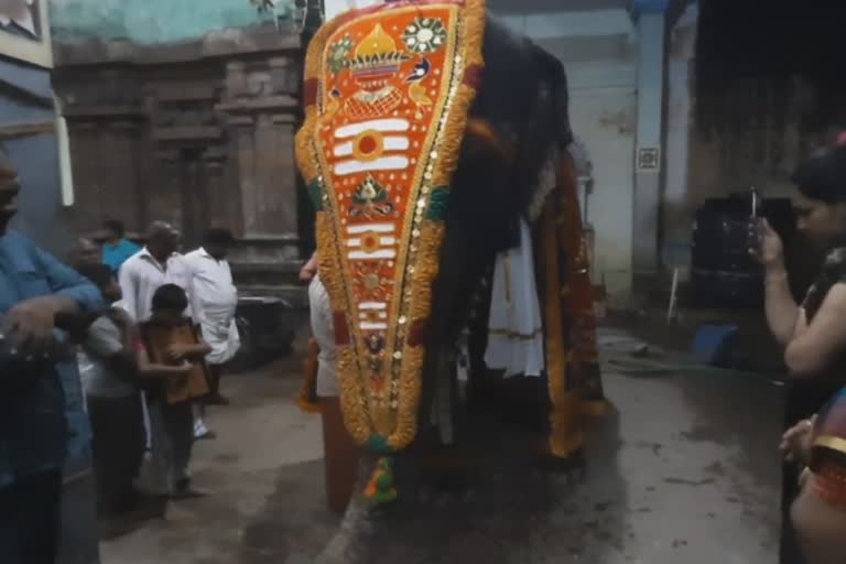 Etv Bharatமயூரநாதர் கோயில் யானைக்கு தீபாவளி புத்தாடை அணிந்து கொண்டாட்டம்
