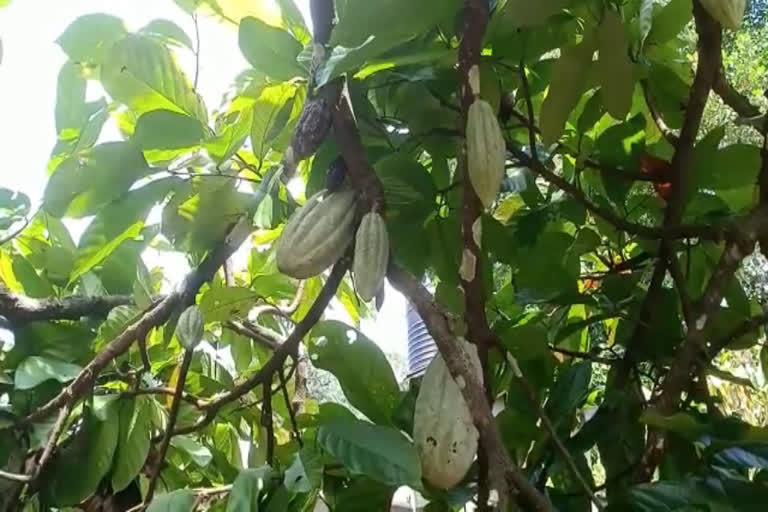 coco cultivation crisis in idukki  coco crops  coco crops in idukki  കൊക്കോ കൃഷി  കൊക്കോ കൃഷി ഇടുക്കി  കൊക്കോ കൃഷി കർഷകർ  കൊക്കോയുടെ ഉത്പാദനം  കൊക്കോയുടെ ഉൽപ്പാദനത്തില്‍ പ്രതിസന്ധി  കൊക്കോ കൃഷി പ്രതിസന്ധി ഇടുക്കി